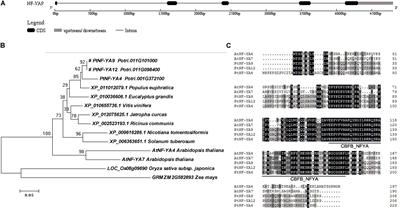 Populus trichocarpa PtNF-YA9, A Multifunctional Transcription Factor, Regulates Seed Germination, Abiotic Stress, Plant Growth and Development in Arabidopsis